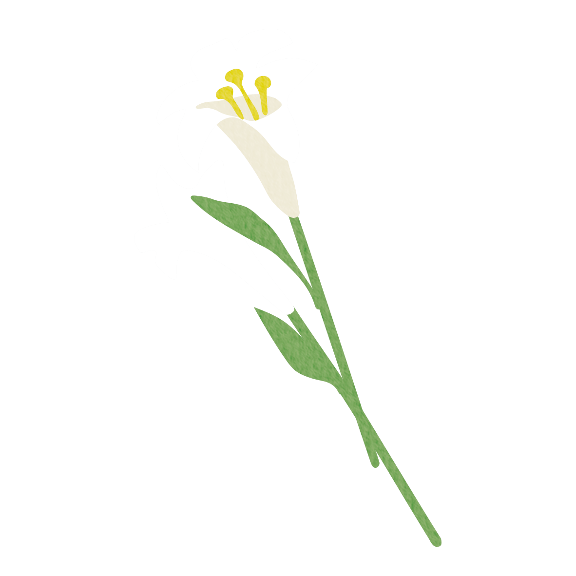 百合